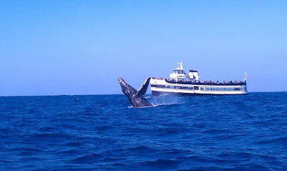 Наблюдение за китами с березовым аквариумом
